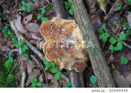 【国指定天然記念物】鯉ヶ窪湿原 遊歩道の朽木に生えたサルノコシカケ1 岡山県新見市 【国指定天然記念物】鯉ヶ窪湿原 遊歩道の朽木に生えたサルノコシカケ1 岡山県新見市 92940448