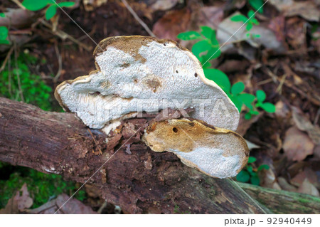 【国指定天然記念物】鯉ヶ窪湿原 遊歩道の朽木に生えたサルノコシカケ2 岡山県新見市 【国指定天然記念物】鯉ヶ窪湿原 遊歩道の朽木に生えたサルノコシカケ2 岡山県新見市 92940449