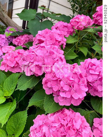 咲き乱れるピンクの紫陽花 咲き乱れるピンクの紫陽花 92940829
