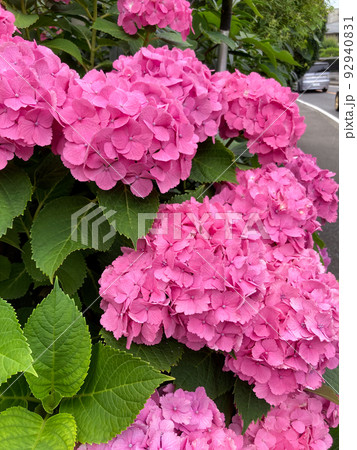咲き乱れるピンクの紫陽花 咲き乱れるピンクの紫陽花 92940831