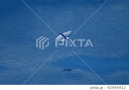 トビウオ とびうお 止比乎 飛魚 鰩 文鰩魚 Flying fish アゴ トビウオ とびうお 止比乎 飛魚 鰩 文鰩魚 Flying fish アゴ 92940912