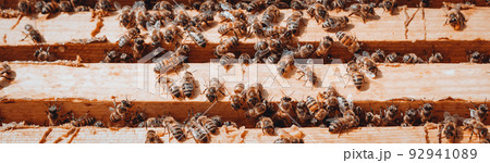 bees are working on laying propolis in hive. Honey bees work in a hive. Close up view open body beehive showing frames. bees are smeared with propolis in hive. Bees work with propolis. photo banner bees are working on laying propolis in hive. Honey bees work in a hive. Close up view open body beehive showing frames. bees are smeared with propolis in hive. Bees work with propolis. photo banner 92941089