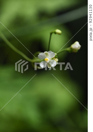フウセンカズラ・花と実 92941130