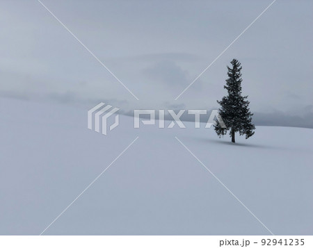 クリスマスツリーの木 92941235