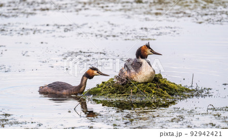 A pair of water birds, Great Crested Grebe, feeding chick at nest. A pair of water birds, Great Crested Grebe, feeding chick at nest. 92942421