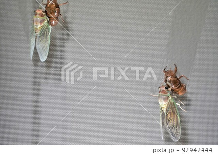 セミの羽化 92942444