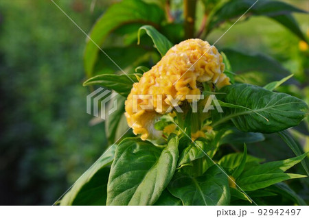 鮮やかな黄色 ケイトウ(鶏頭) 鮮やかな黄色 ケイトウ(鶏頭) 92942497