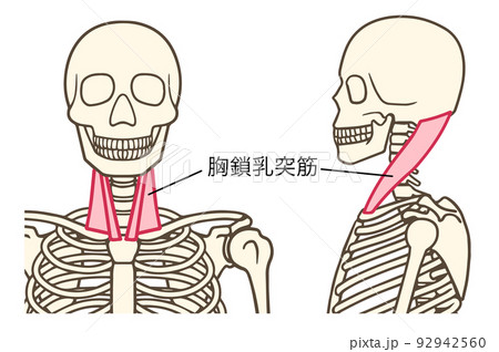 胸鎖乳突筋,首,前面,側面,名称あり 胸鎖乳突筋,首,前面,側面,名称あり 92942560