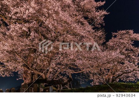 【福島県】塩ノ崎の大桜_06 【福島県】塩ノ崎の大桜_06 92943634