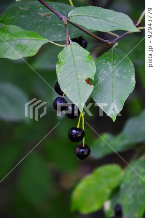 A brush with mature black shiny berries of common cherry (Latin Prunus padus, "plum from the Po river"), . The spider is located on the berries. Fruit ripening at the end of summer. 92943779