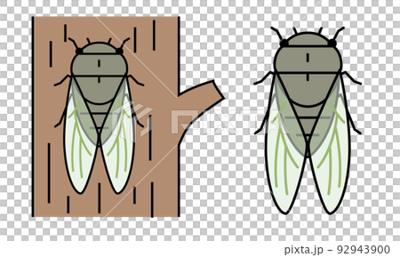 熊蟬的插圖素材。 92943900