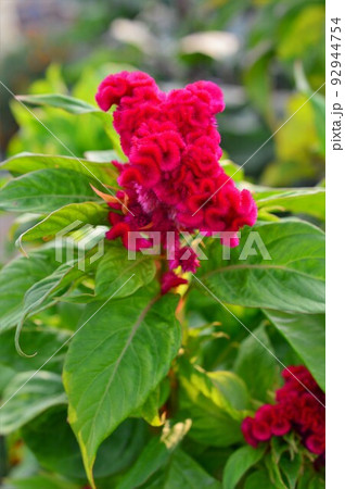 鮮やかな赤色　ケイトウ（鶏頭） 92944754