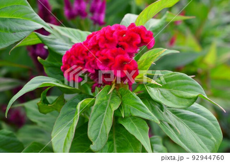 鮮やかな赤色 ケイトウ(鶏頭) 鮮やかな赤色 ケイトウ(鶏頭) 92944760