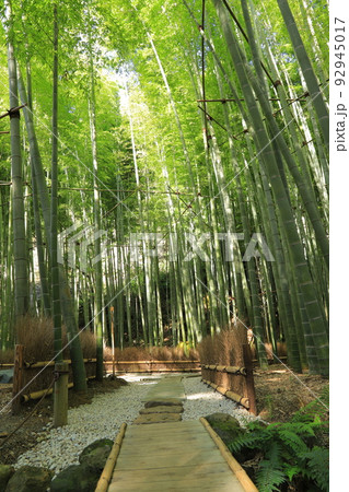 鎌倉の報国寺 92945017