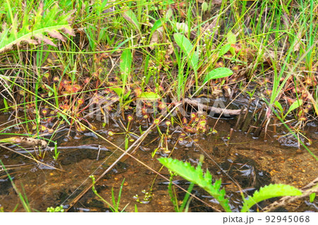【国指定天然記念物】鯉ヶ窪湿原 湿原に生育する食虫植物モウセンゴケ1 岡山県新見市 【国指定天然記念物】鯉ヶ窪湿原 湿原に生育する食虫植物モウセンゴケ1 岡山県新見市 92945068