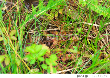 【国指定天然記念物】鯉ヶ窪湿原 湿原に生育する食虫植物モウセンゴケ2 岡山県新見市 【国指定天然記念物】鯉ヶ窪湿原 湿原に生育する食虫植物モウセンゴケ2 岡山県新見市 92945069