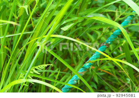 【国指定天然記念物】鯉ヶ窪湿原　遊歩道脇の葉の上にとまるイトトンボ　岡山県新見市 92945081