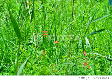【国指定天然記念物】鯉ヶ窪湿原　草むらに咲く湿原を代表する花の一つオグラセンノウ　岡山県新見市 92945083
