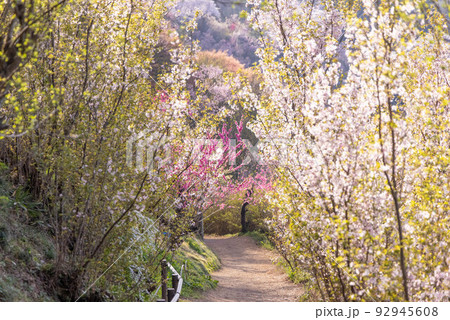 【福島県】春の花見山_08 92945608