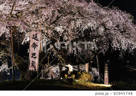 【福島県】中島の地蔵桜_07 【福島県】中島の地蔵桜_07 92945748