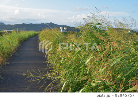 夏草の茂る土手の道 92945757
