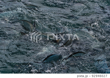 鯛の浦のタイ 鯛の浦のタイ 92946027