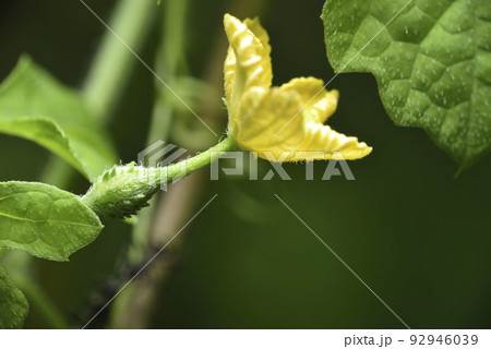 野菜 ベジタブル 青菜 92946039