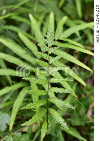 Ferns field in the dark Ferns field in the dark 92946210