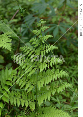 Ferns field in the dark Ferns field in the dark 92946215