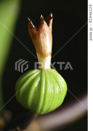 植物 工場 プランツ 92946229