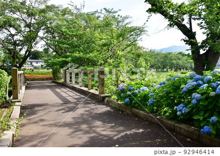 富士河口湖町 八木崎公園散策路の満開紫陽花 富士河口湖町 八木崎公園散策路の満開紫陽花 92946414