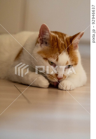 真夜中にキッチンに隠れてリラックスする猫 92946637