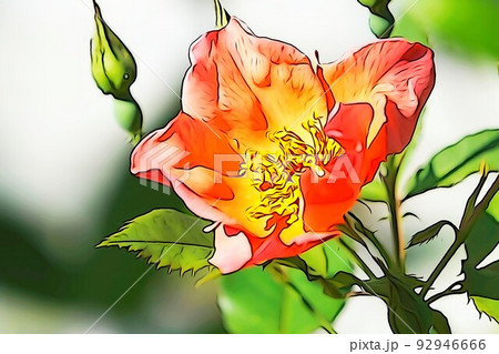 パステル調　”満開のバラの花と蕾”　イラストイメージ 92946666