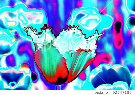 Close up of tulip flowers, altered color scheme. Bright colorful background. 92947189