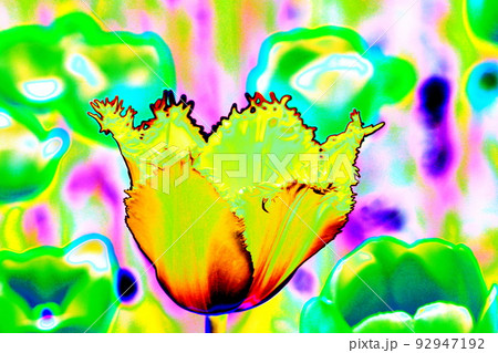 Close up of tulip flowers, altered color scheme. Bright colorful background. Close up of tulip flowers, altered color scheme. Bright colorful background. 92947192