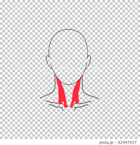 筋肉の簡単な図　胸鎖乳突筋 92947937