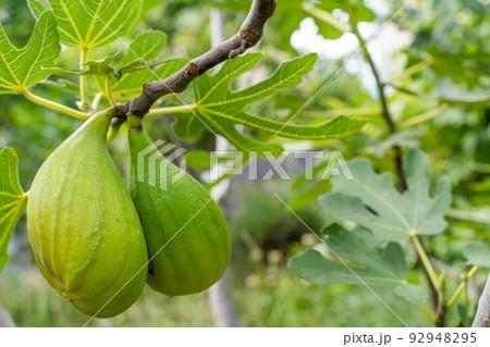 Green raw figs on the branch of a fig tree with morning sun light Green raw figs on the branch of a fig tree with morning sun light 92948295