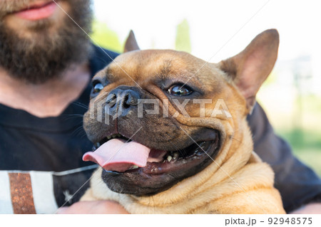 Adorable small active little smart dog French Bulldog with fashion beard man Adorable small active little smart dog French Bulldog with fashion beard man 92948575