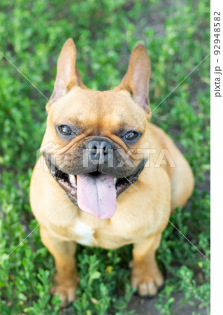 Adorable small active little smart dog French Bulldog playing with a ball 92948582
