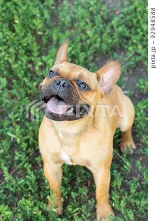 Adorable small active little smart dog French Bulldog playing with a ball 92948588
