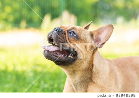 Adorable small active little smart dog French Bulldog playing with a ball 92948599