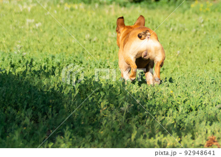 Adorable small active little smart dog French Bulldog playing with a ball Adorable small active little smart dog French Bulldog playing with a ball 92948641