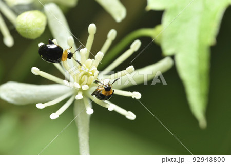 バグ 昆虫 苦悩 92948800