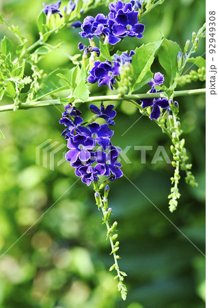 デュランタの花 デュランタの花 92949308