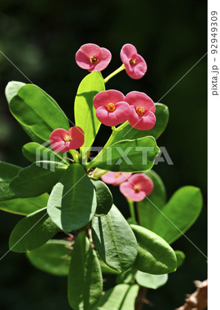 ハナキリン 92949309