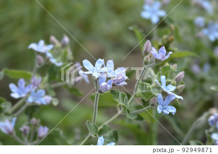 Eastern Blue Star 92949871