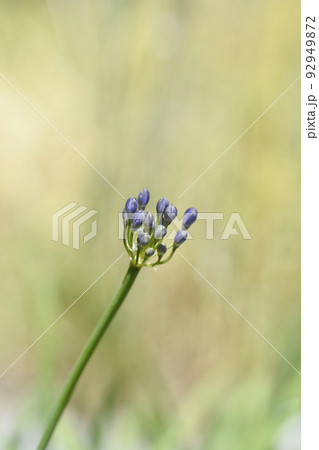 Spreading bell agapanthus 92949872