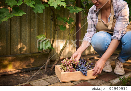 Cropped view of an inspired vintner, female wine grower, middle-aged Hispanic woman eco farmer harvesting ripe juicy organic grapes into a wooden crate, cultivated in an eco vineyard. Viticulture 92949952