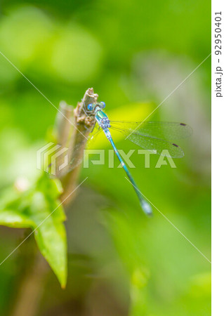 アオイトトンボ アオイトトンボ 92950401
