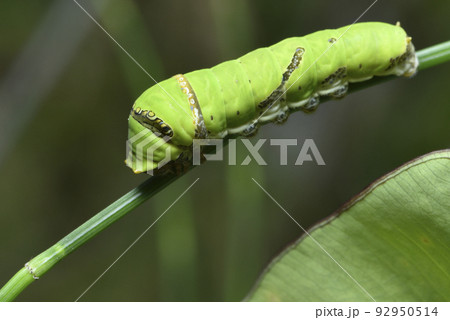 バグ 昆虫 苦悩 92950514